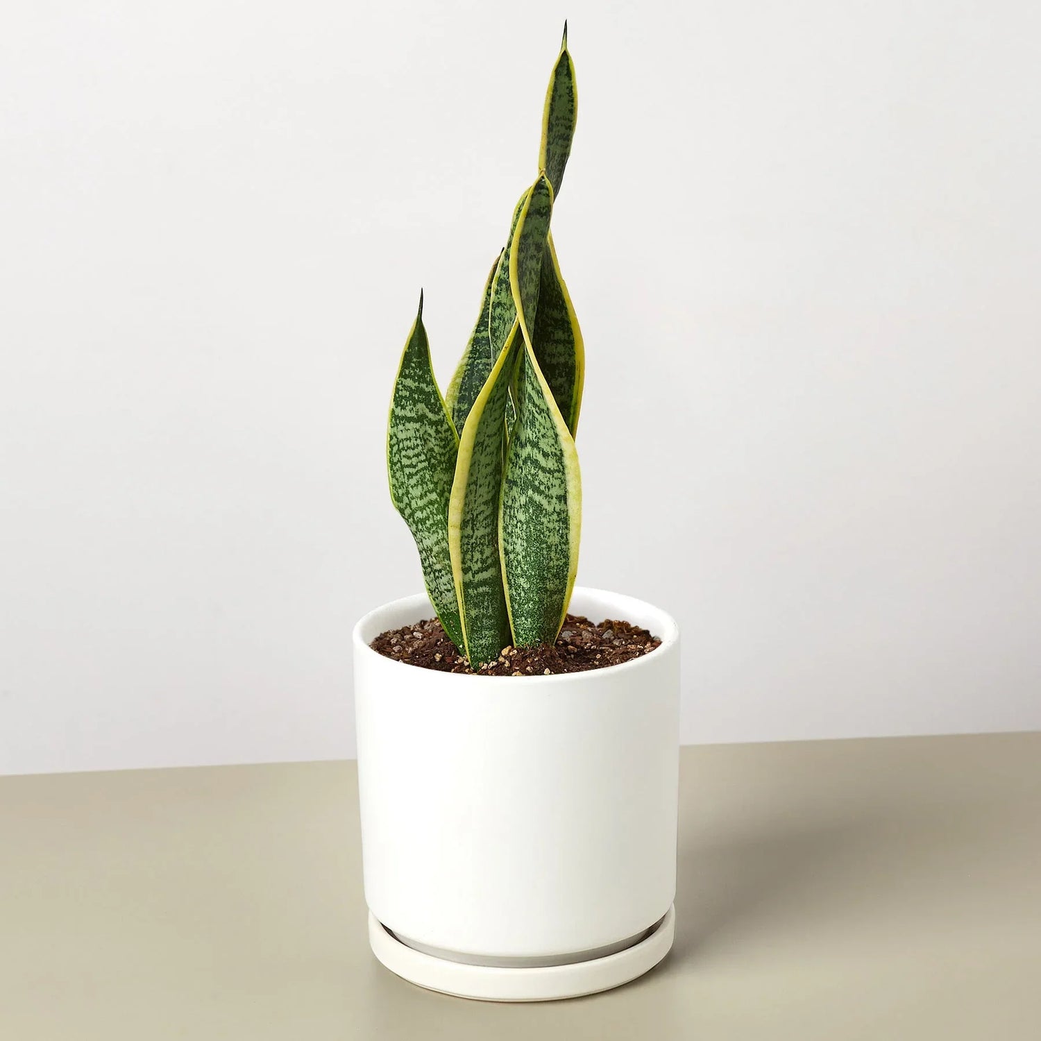 Snake Plant Laurentii - Ethereal Company4" Plant