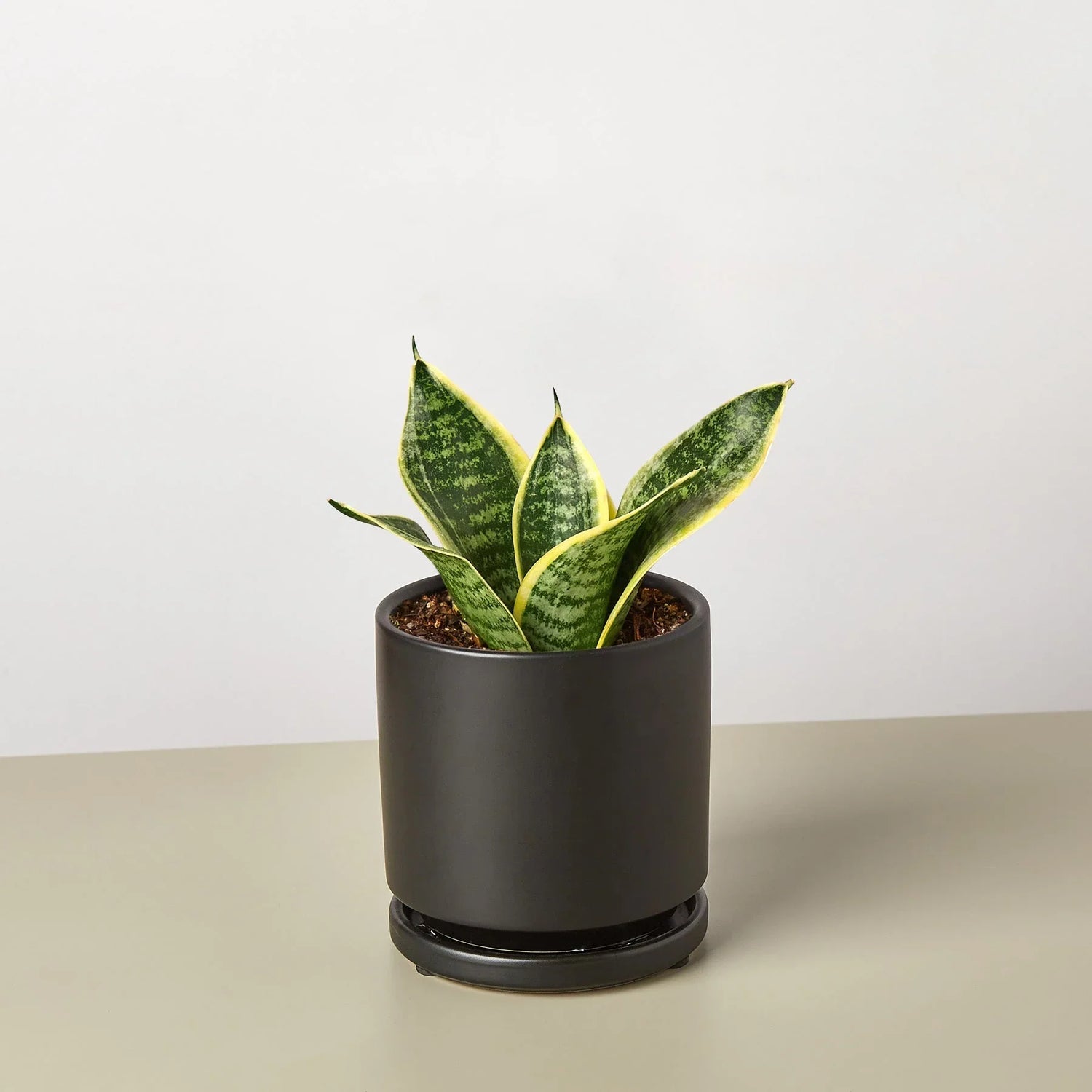Snake Plant Laurentii Dwarf - Ethereal Company-Indoor Plants