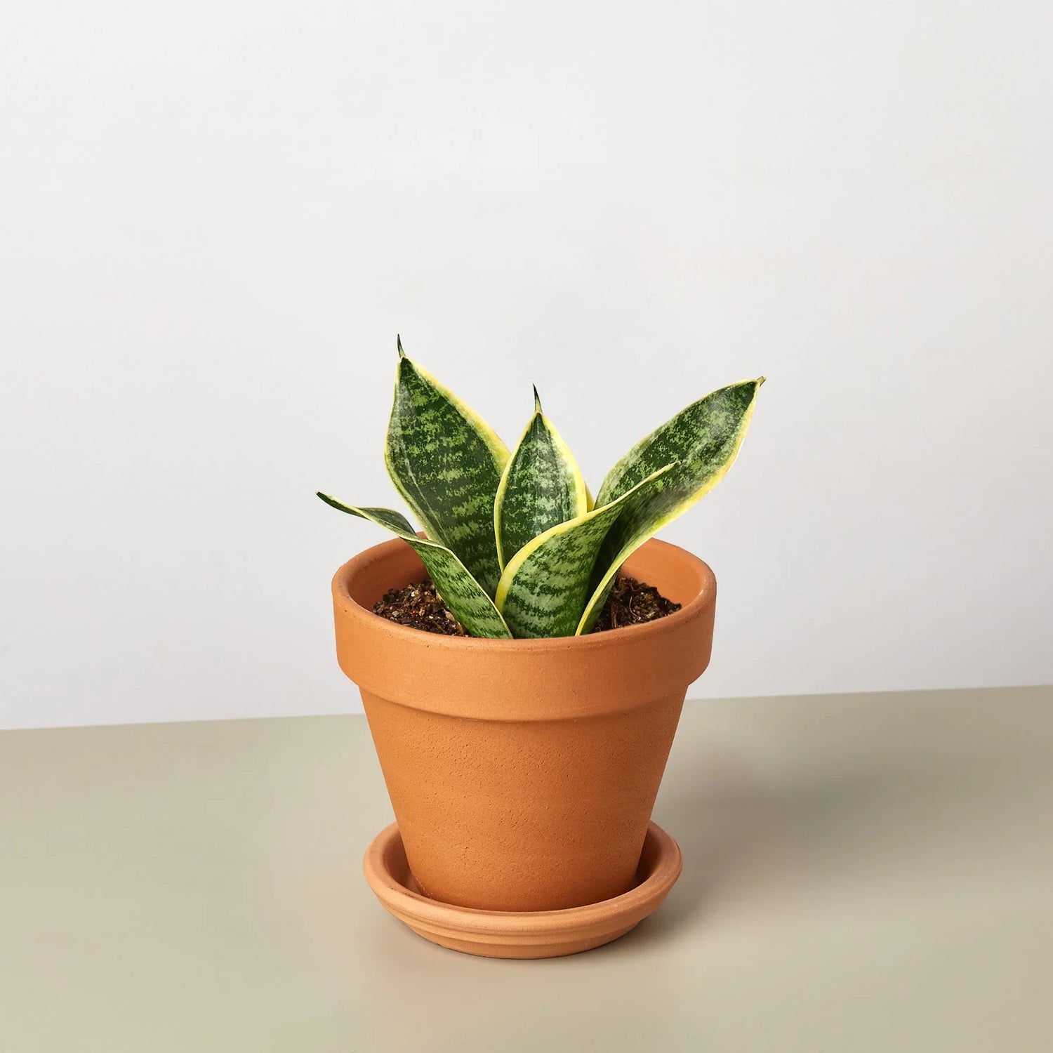 Snake Plant Laurentii Dwarf - Ethereal Company-Indoor Plants