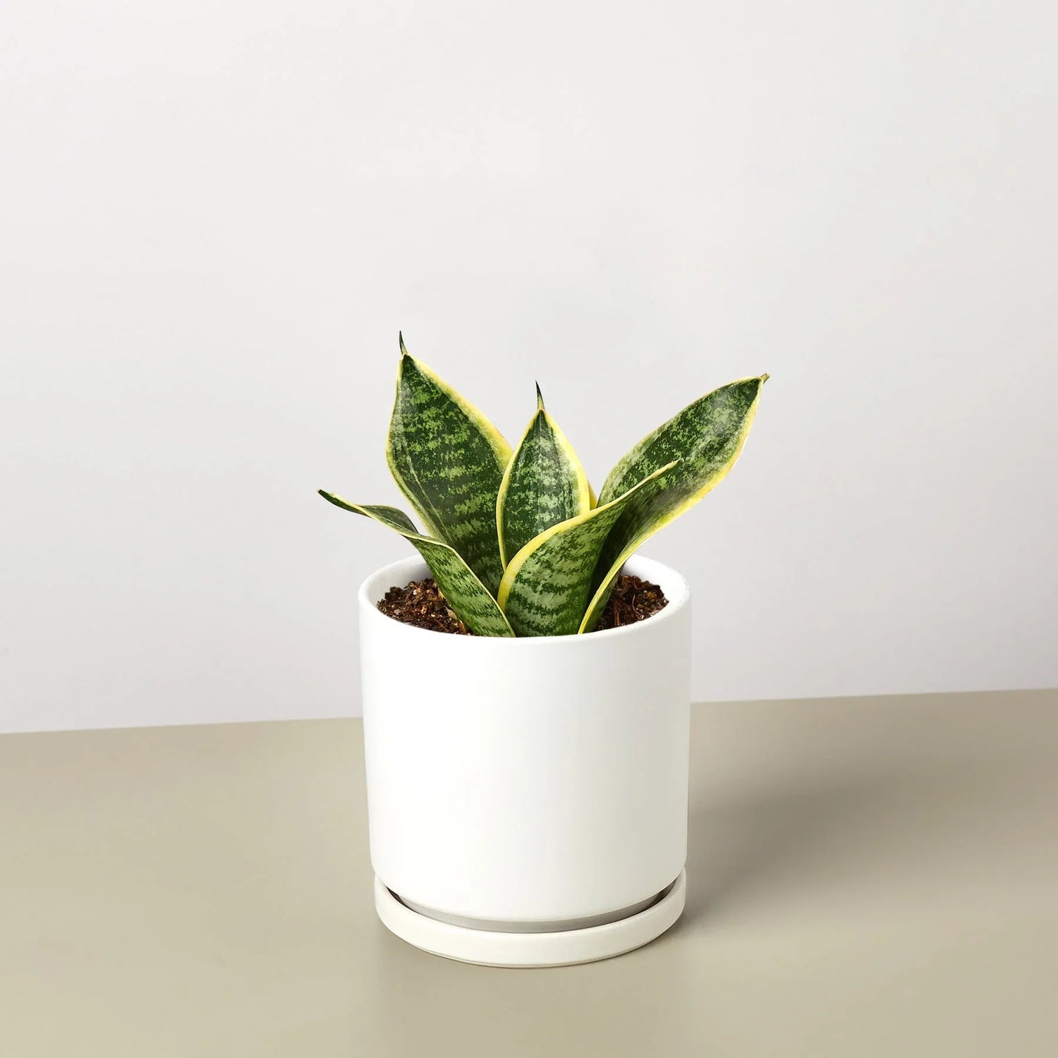 Snake Plant Laurentii Dwarf - Ethereal Company-Indoor Plants