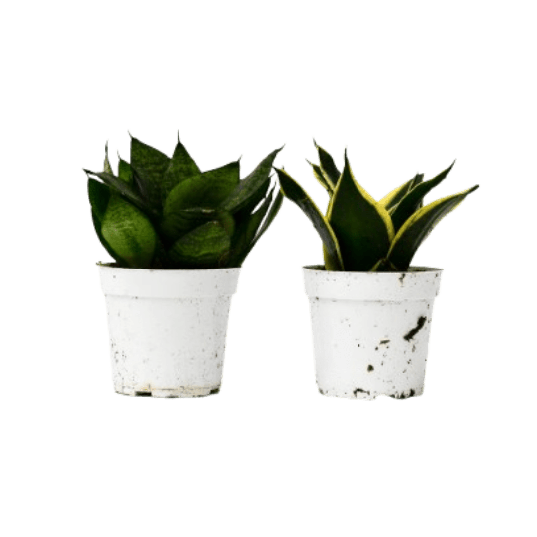 Snake Plant Variety Packs - 4" Pot - Ethereal Company-4" Plant (2pk/$2) ($10 Ship/31oz)