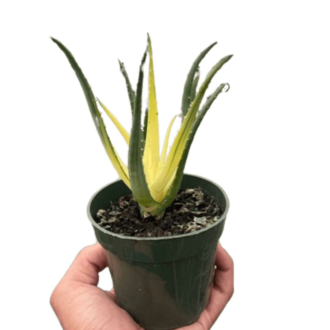 Succulent Aloe Solar Flare - Ethereal Company-Succulent