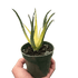 Succulent Aloe Solar Flare - Ethereal Company-Succulent