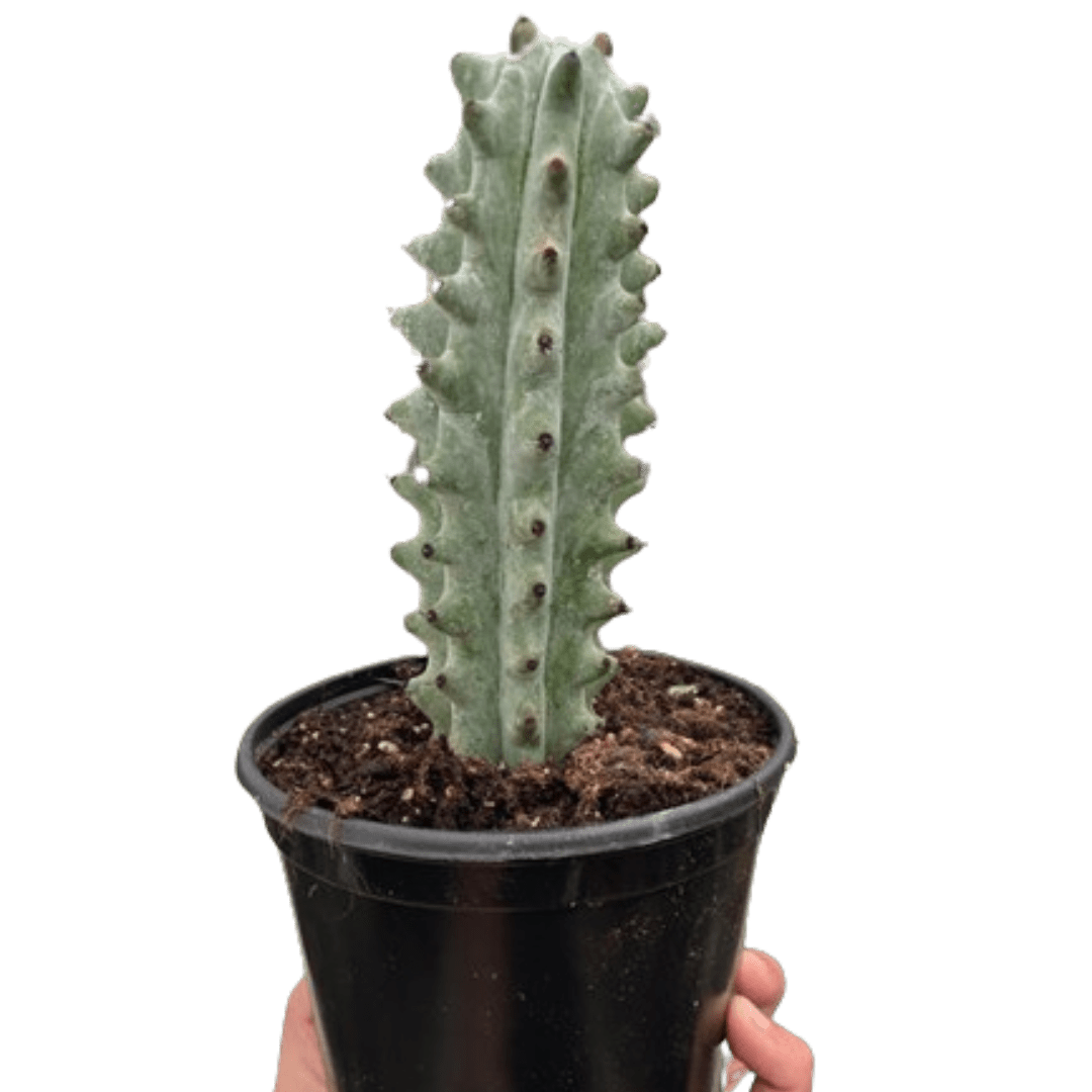 Succulent Cactus Ghost White Boobie - Ethereal Company-Succulent