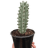 Succulent Cactus Ghost White Boobie - Ethereal Company-Succulent