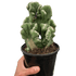 Succulent Cereus Coral Green - Ethereal Company-Succulent