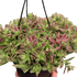 Succulent Crassula Capitella Red - Ethereal Company-