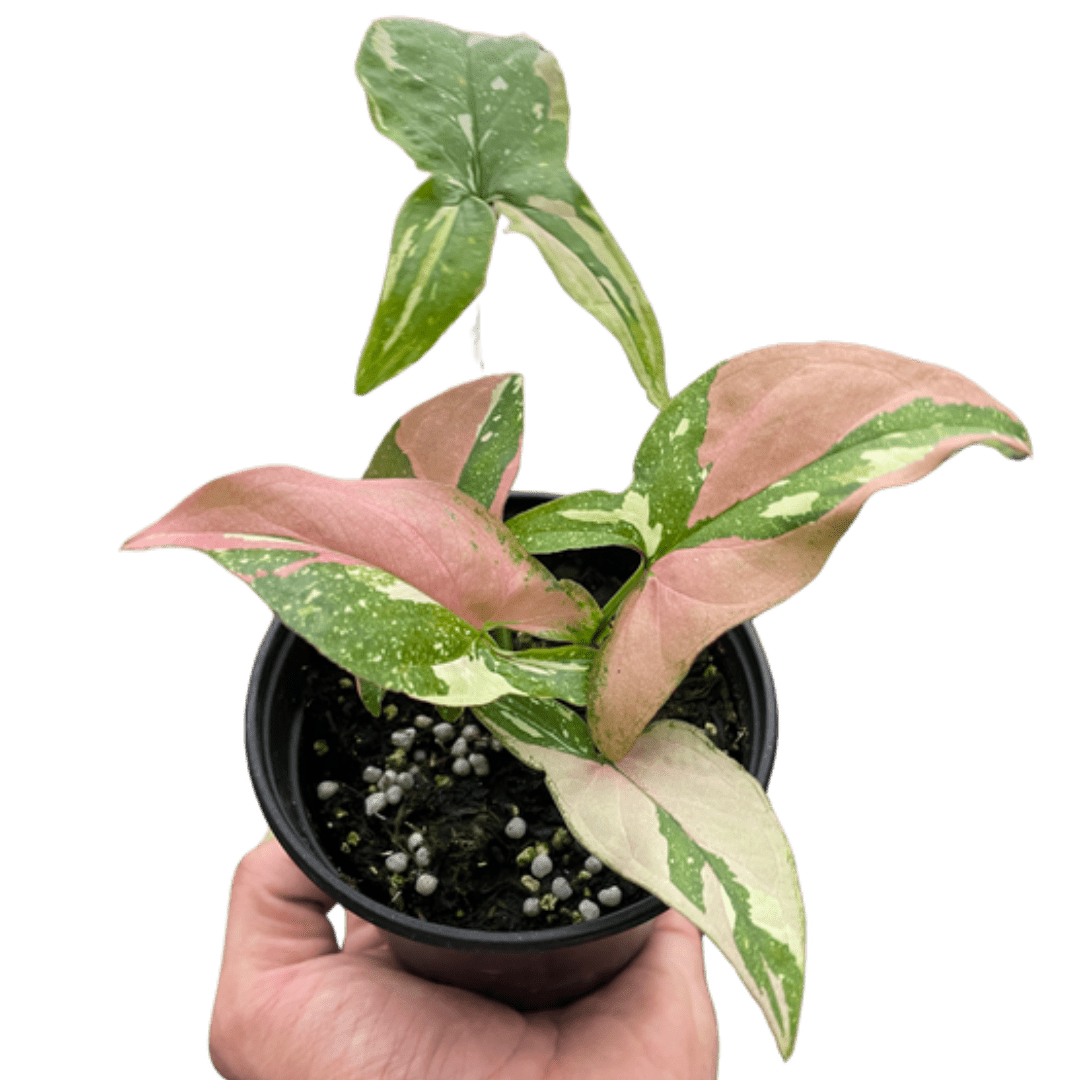 Syngonium &