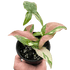 Syngonium &
