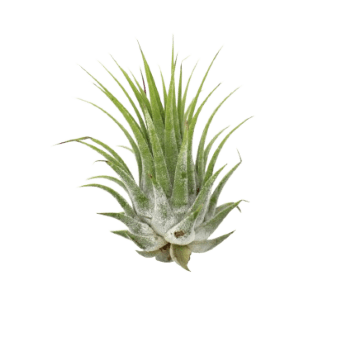 Tillandsia Air Plant Ionantha - 25 Pack - Ethereal CompanyAir Plants ($4 Ship/12oz)
