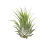 Tillandsia Air Plant Ionantha - 25 Pack - Ethereal CompanyAir Plants ($4 Ship/12oz)