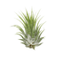 Tillandsia Air Plant Ionantha - 5 Pack - Ethereal Company-Air Plants ($10 Ship/31oz)