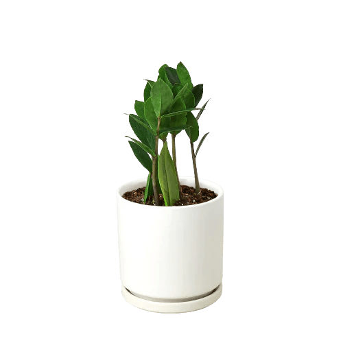 Zamioculcas Zamiifolia ZZ - Ethereal Company-Default