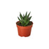 Fairy Washboard Haworthia - Ethereal Company-4" Plant