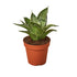 Snake Plant Starlight - Ethereal Company-Indoor Plants