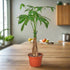 Money Tree &