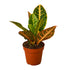 Croton Petra &