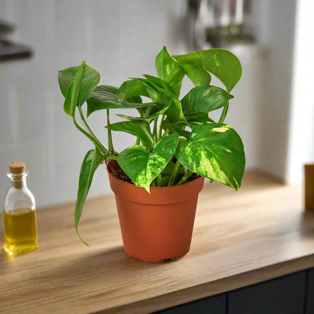 Pothos &