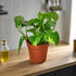 Pothos &