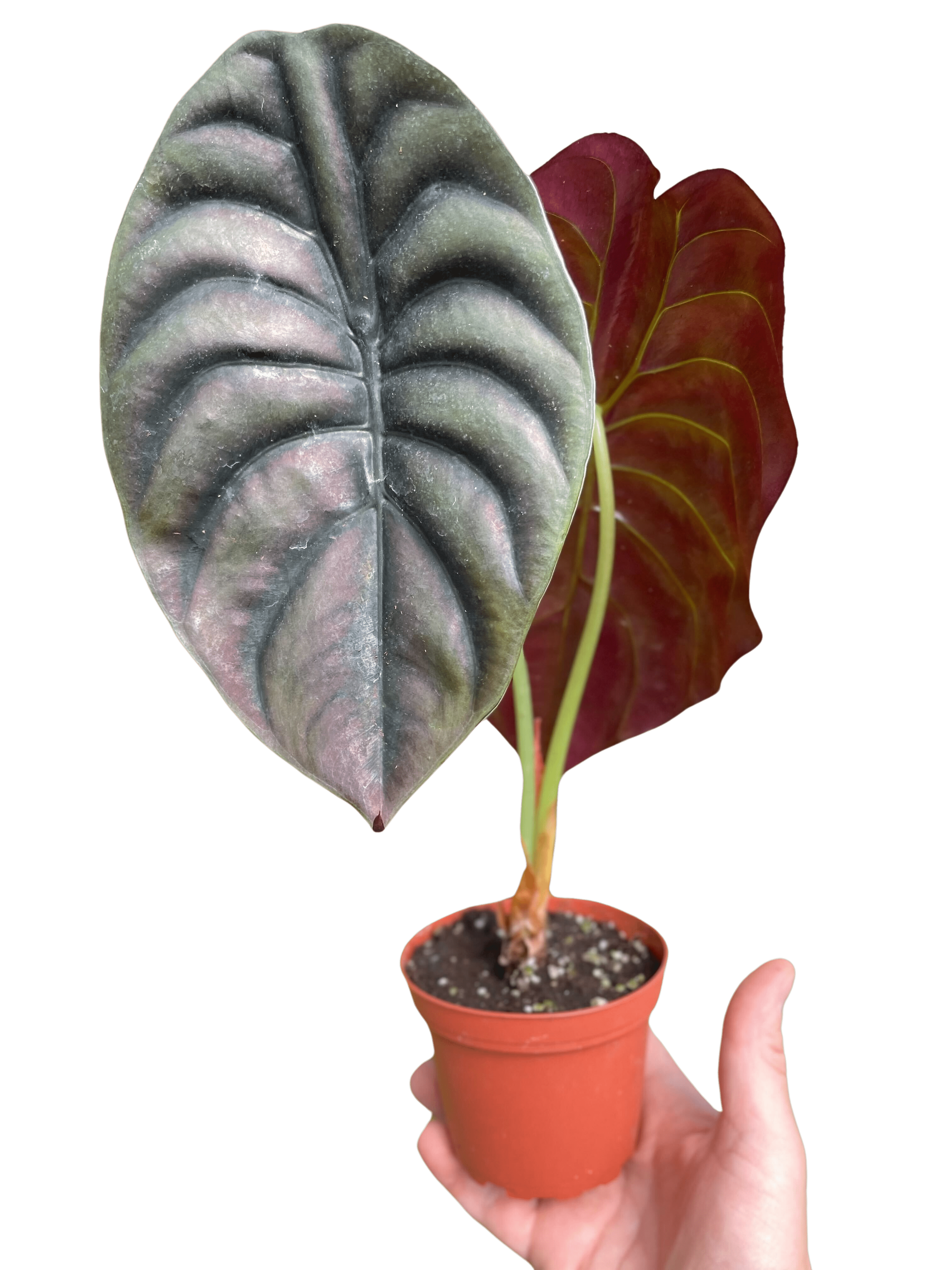 Alocasia &