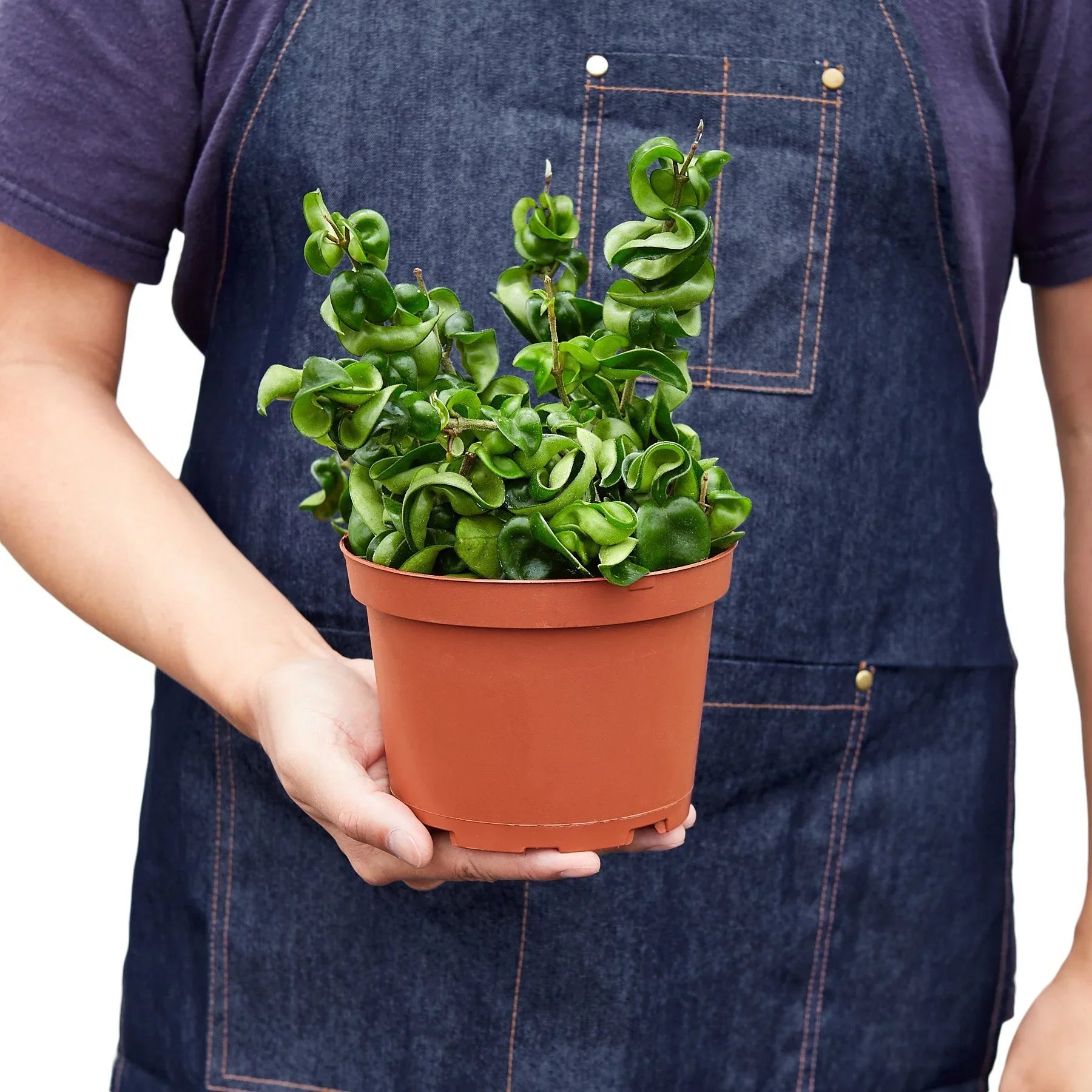Hoya Rope Plant - Ethereal Company-4" Plant
