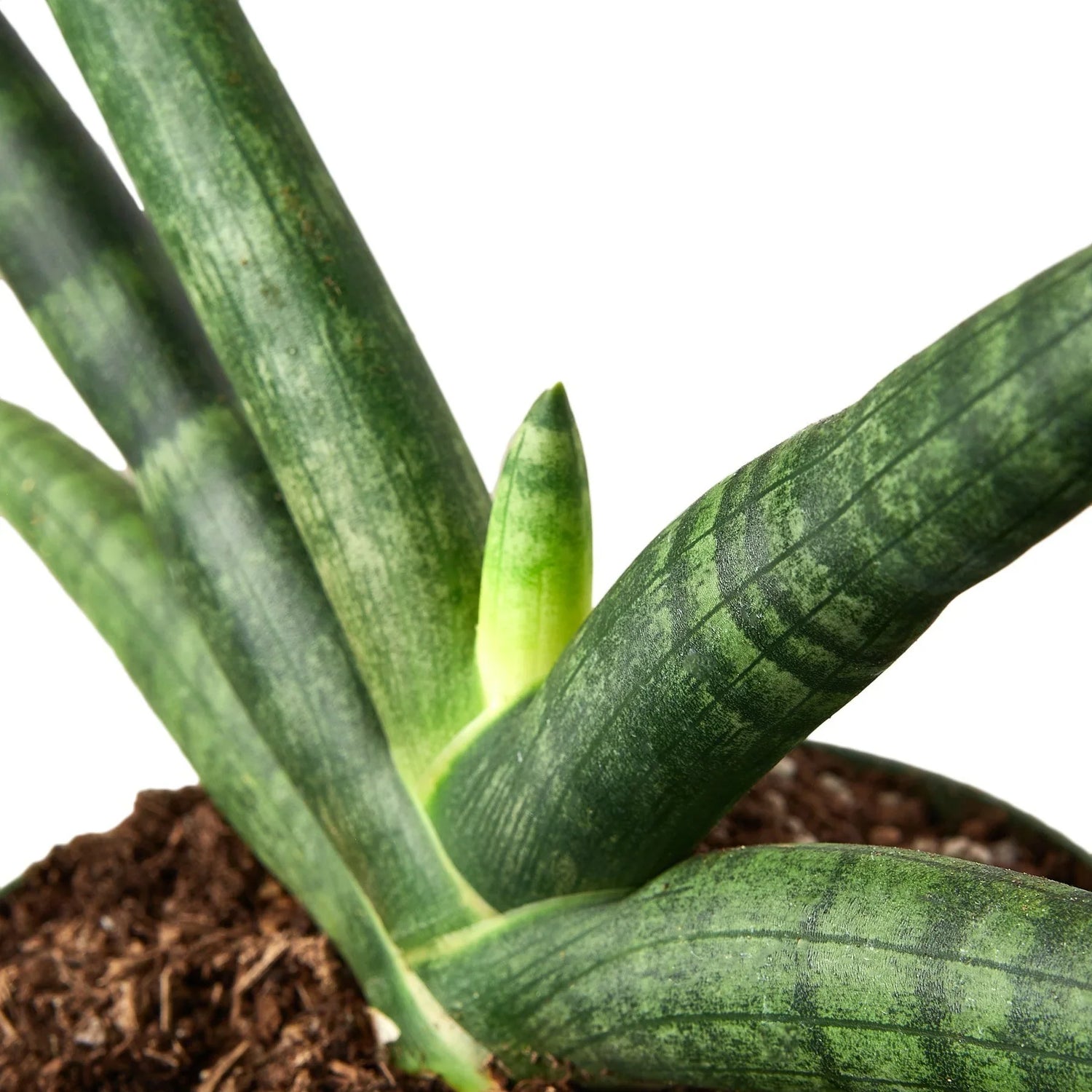 Snake Plant Starfish - Ethereal CompanyIndoor Plants