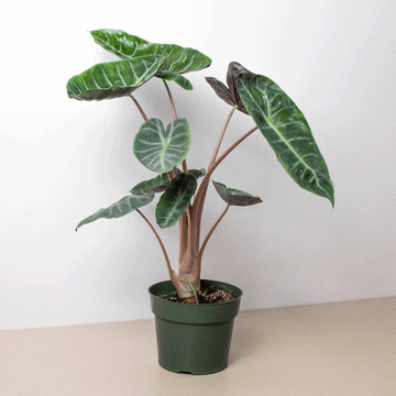 Alocasia Pink Dragon - Ethereal Company