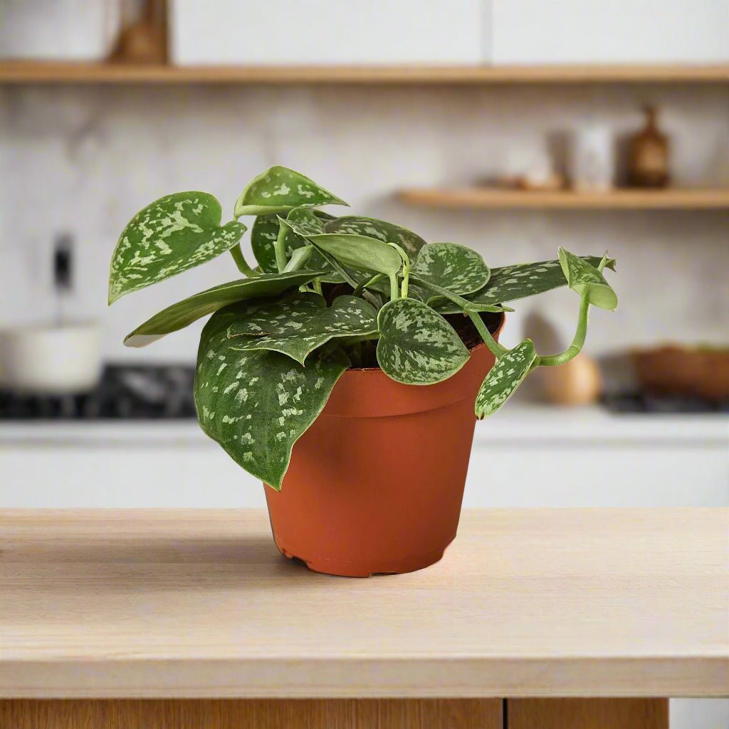 Pothos &