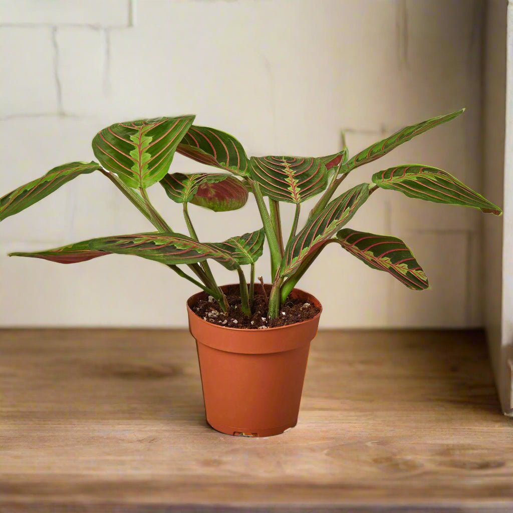 Maranta Red Prayer - Ethereal Company-Default
