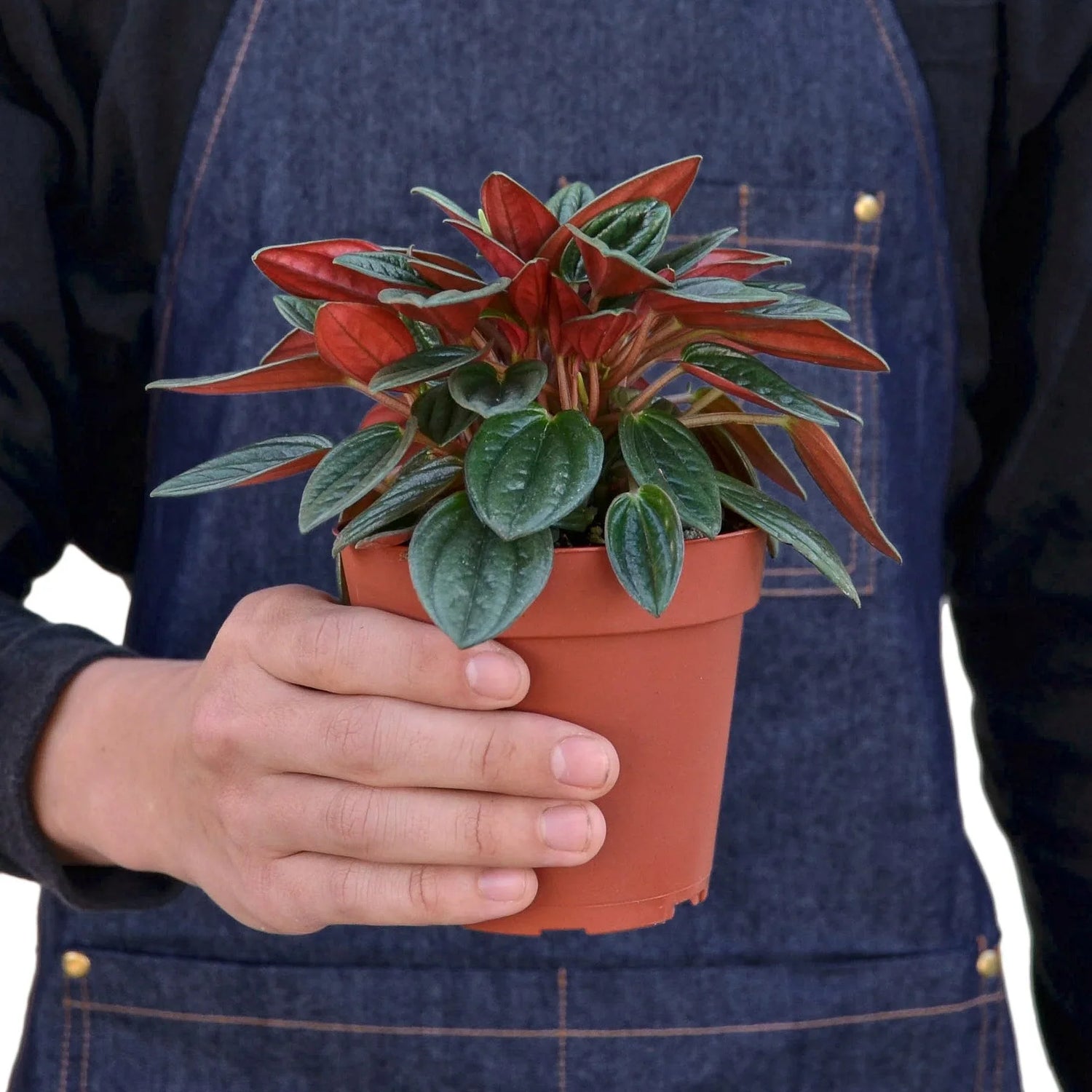 Peperomia Rosso - Ethereal Company-Indoor Plants