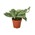 Pothos &