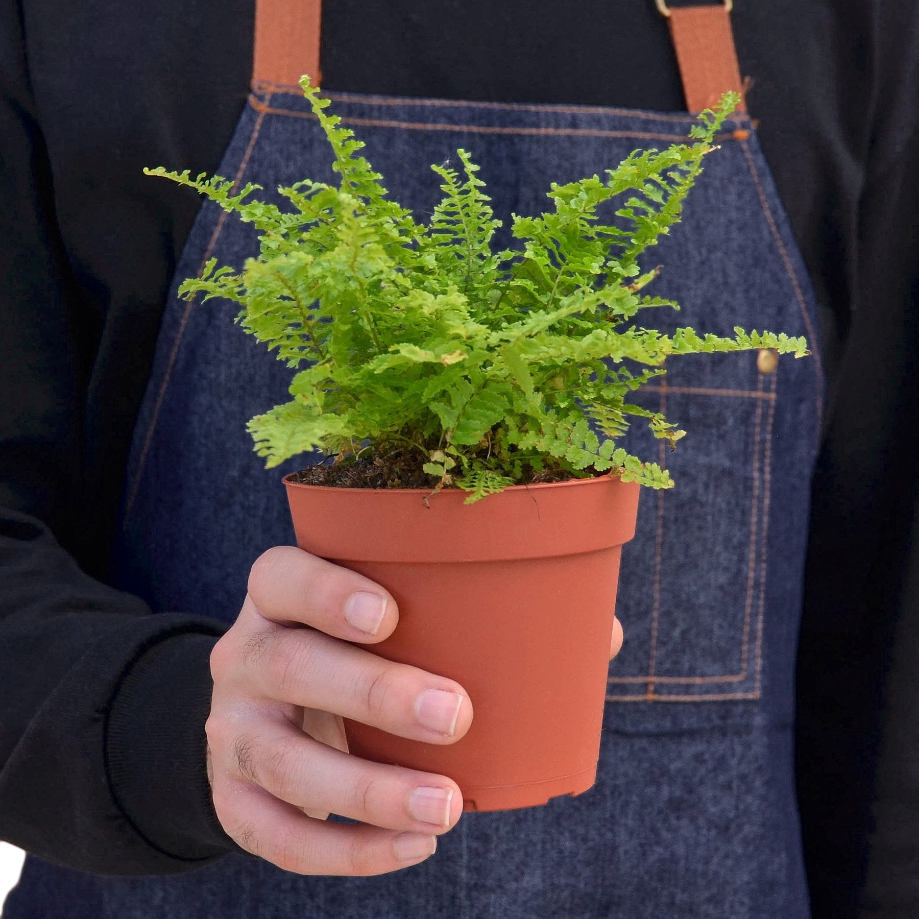 Cotton Candy Fern - Ethereal Company-4" Plant