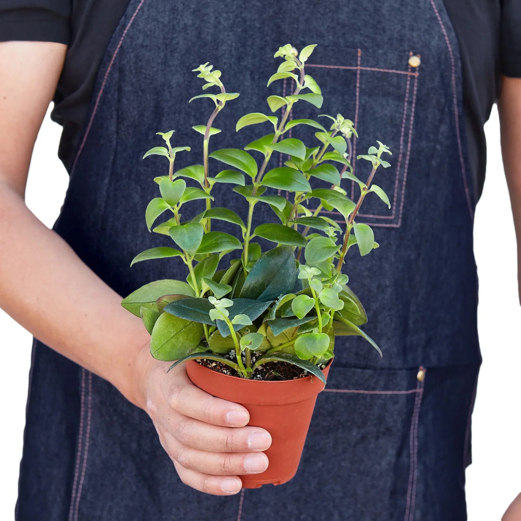 Lipstick Plant - Ethereal Company-4" Plant