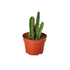 Fairy Castle Cactus - Ethereal Company-Succulent