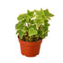 English Ivy Gold Child - Ethereal Company-Default