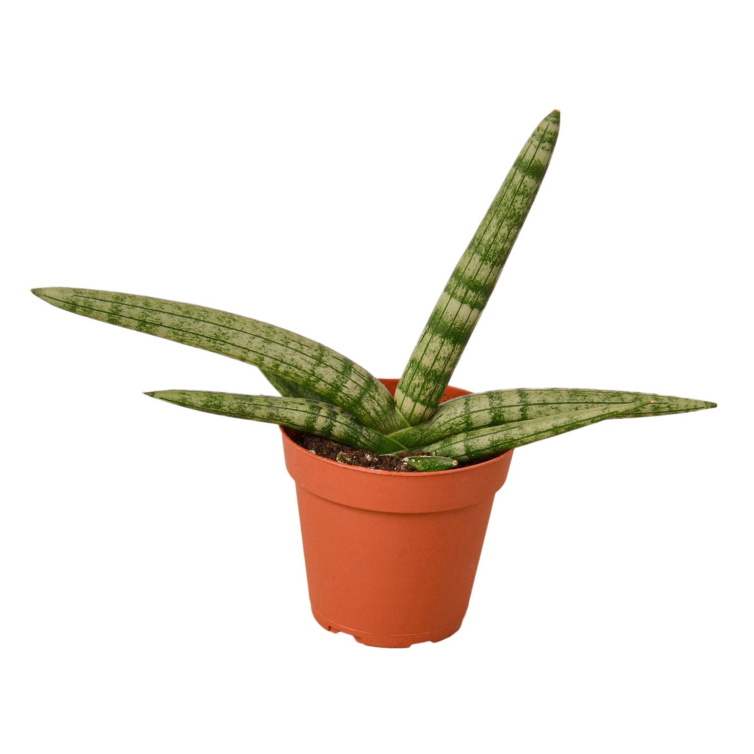 Snake Plant Starfish - Ethereal CompanyIndoor Plants
