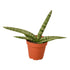 Snake Plant Starfish - Ethereal CompanyIndoor Plants