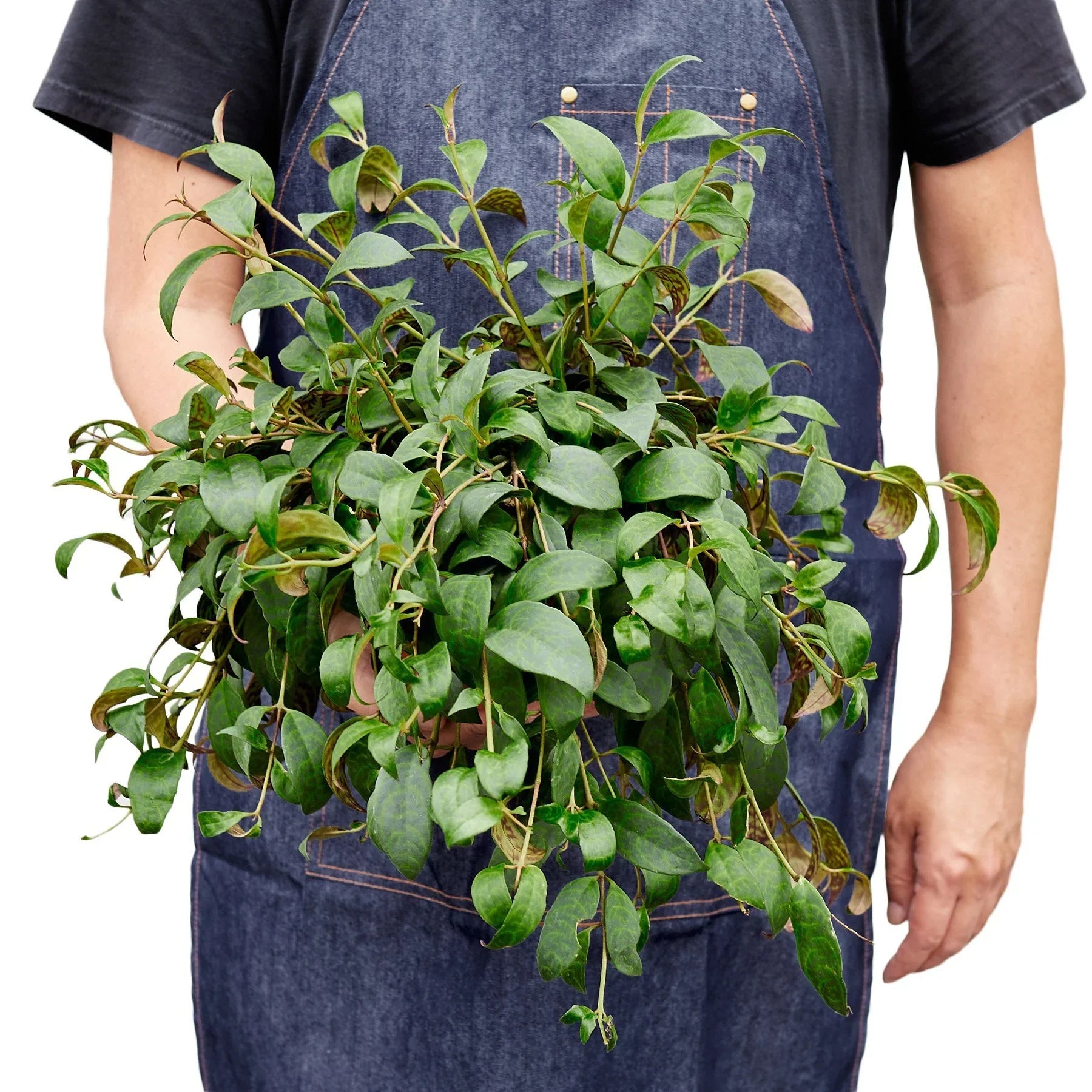 Lipstick Black Pagoda - Ethereal Company-4" Plant