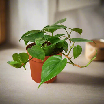 Philodendron Cordatum Heartleaf - Ethereal Company-Indoor Plants