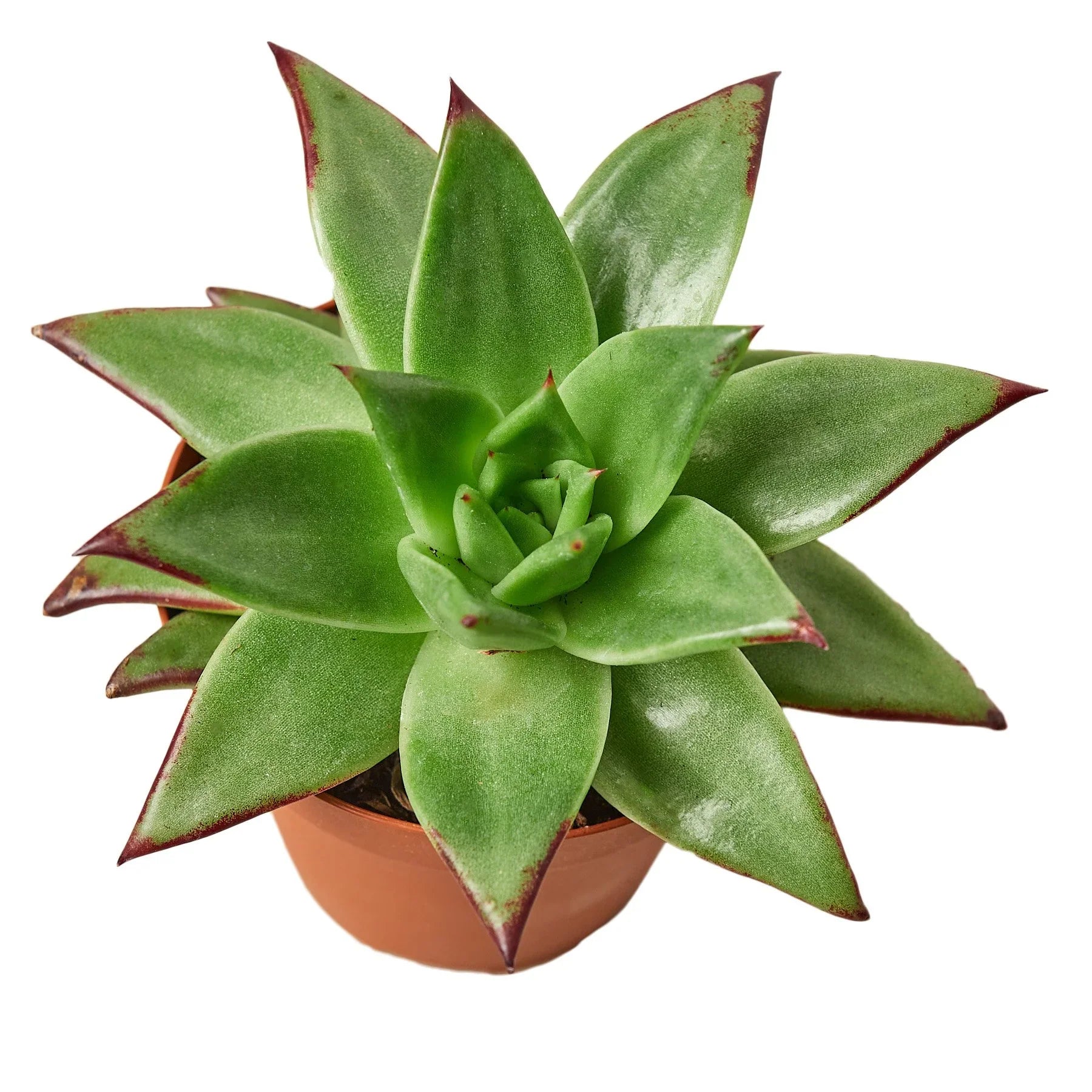 Lipstick Echeveria - Ethereal Company-Succulent