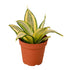 Snake Plant Gold Hahnii - Ethereal Company-Indoor Plants
