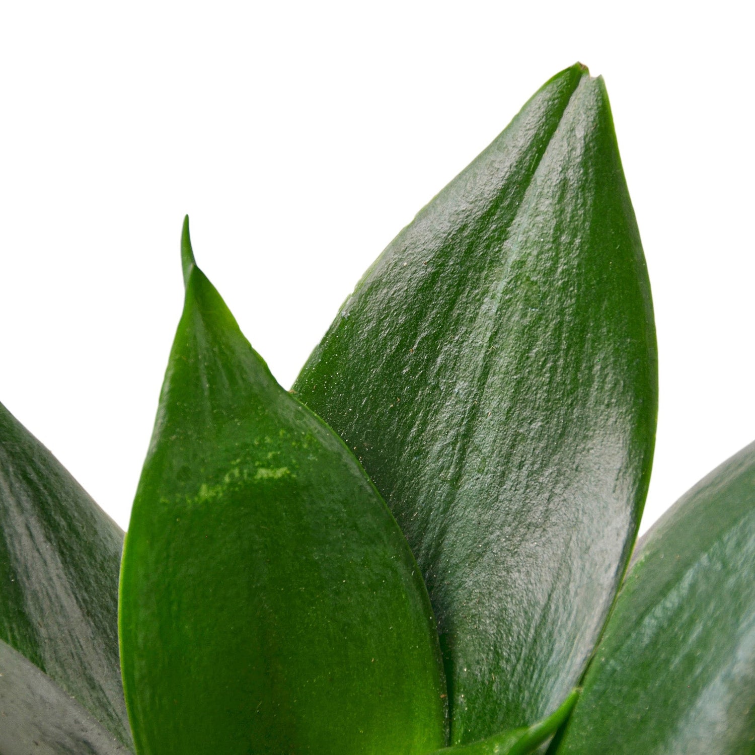 Snake Plant Jade - Ethereal Company-Indoor Plants