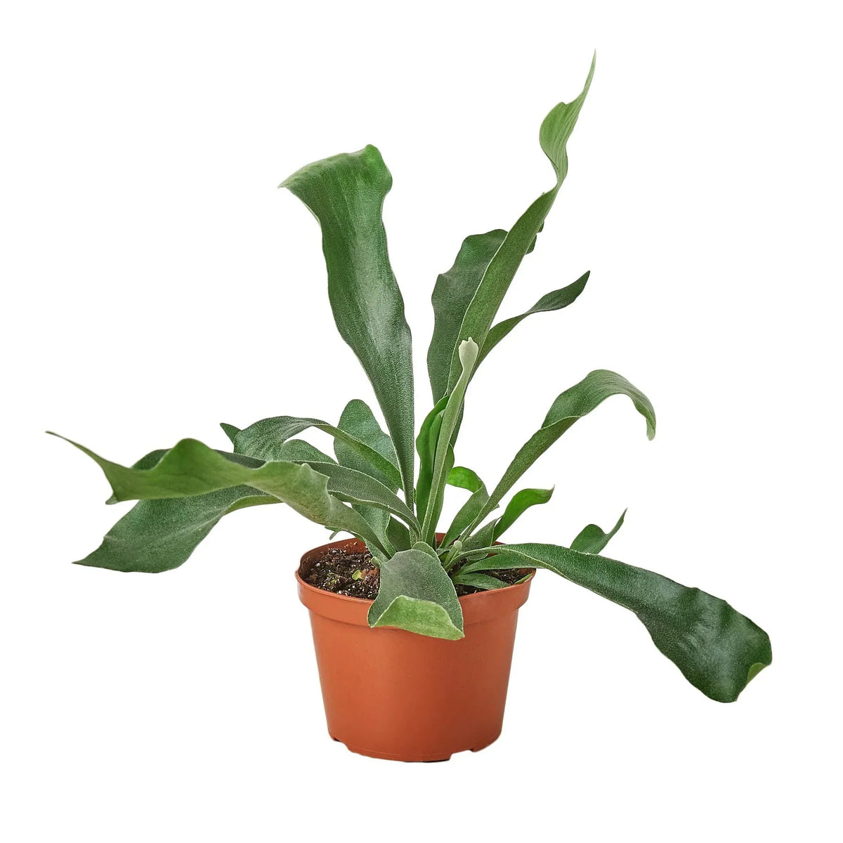 Staghorn Fern - Ethereal Company-Indoor Plants
