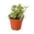 English Ivy &