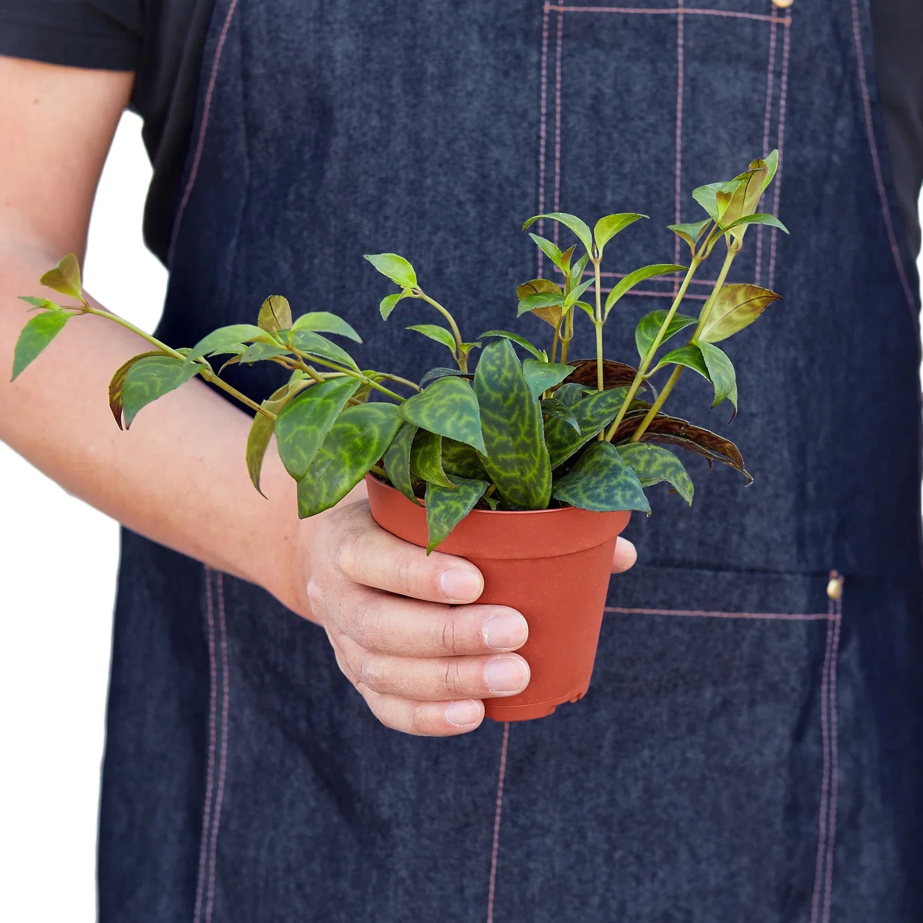 Lipstick Black Pagoda - Ethereal Company-4" Plant