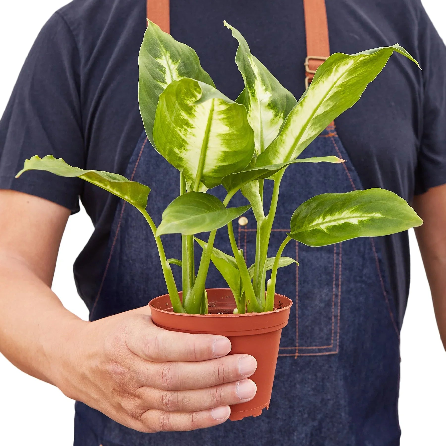 Dieffenbachia Camille - Ethereal Company-Indoor Plants