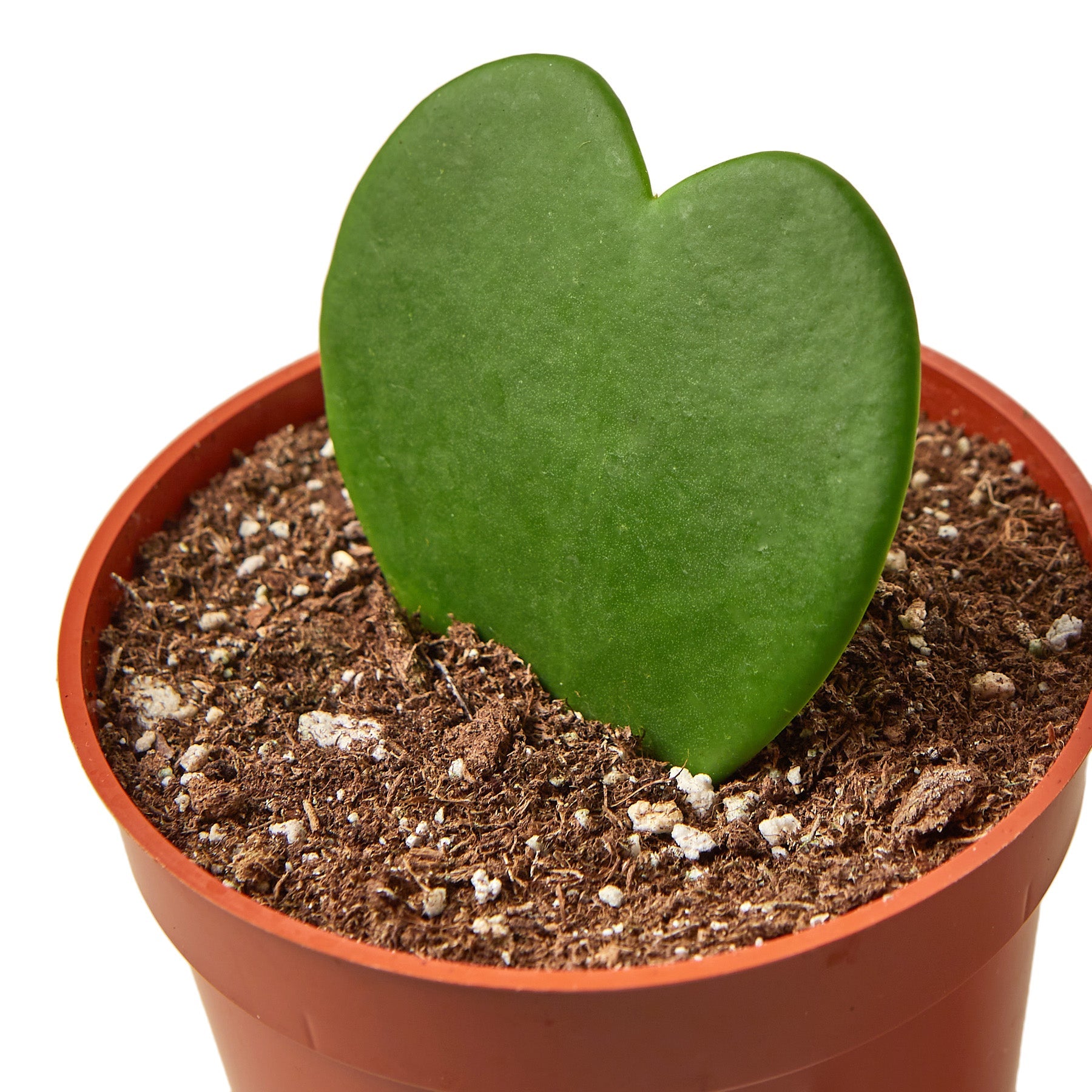Hoya Sweetheart - Ethereal Company-4" Plant