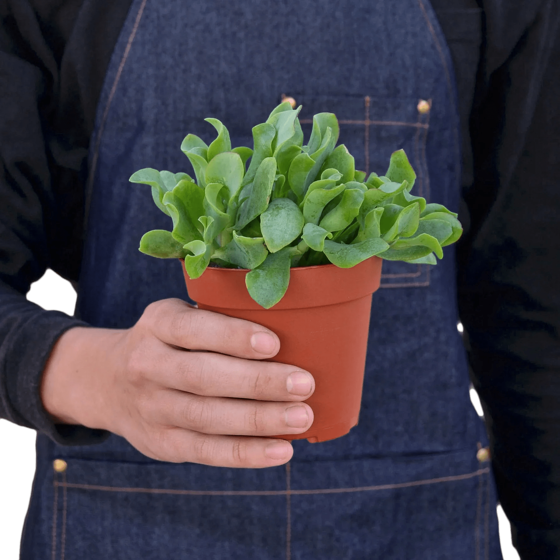 Ripple Jade Succulent - Ethereal Company-Succulent