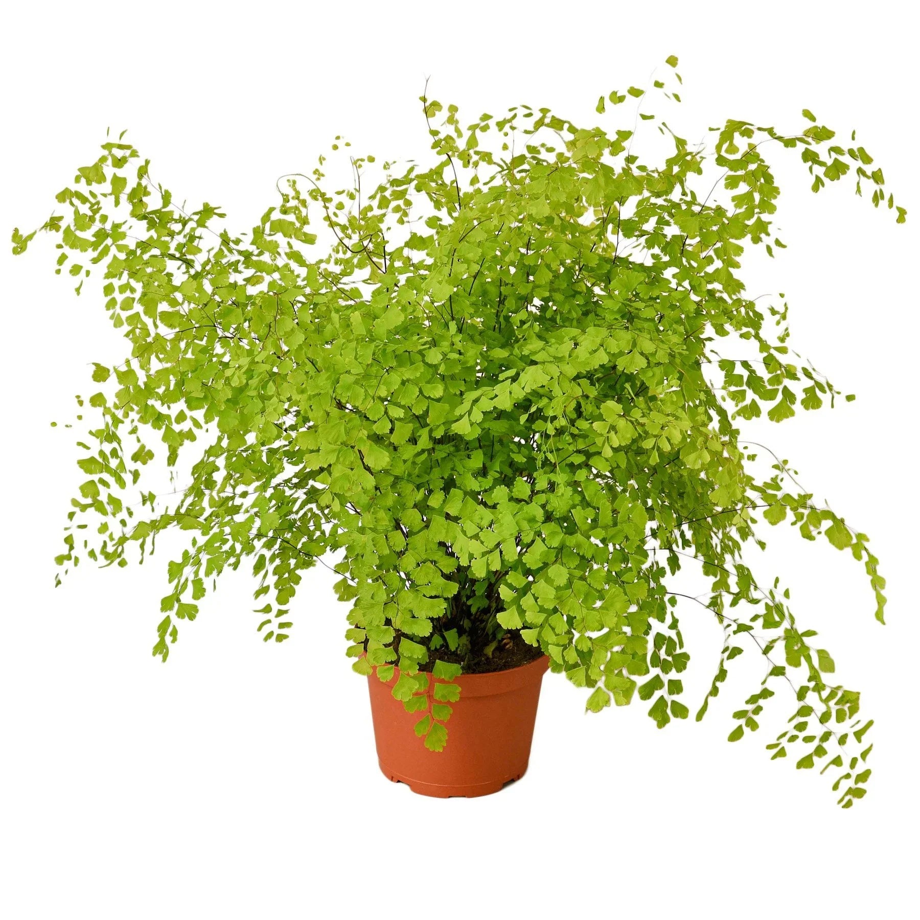 Maidenhair Fern - Ethereal Company-Indoor Plants