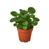 Peperomia &